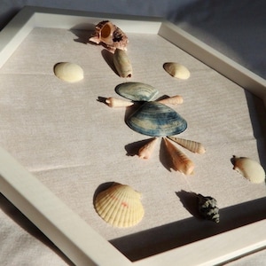 Framed Seashell Arrangement