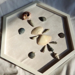 Seashell Art Beach House Wall Decor