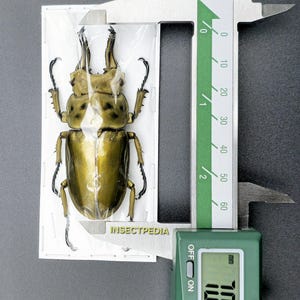 Allotopus rosenbergi A1 Zustand Hirschkäfer Insekt Kunstbedarf