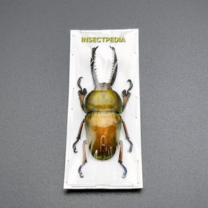 RARE Lamprima adolphinae (rötliche Form) A1 Zustand Käfer Insekt Entomologie