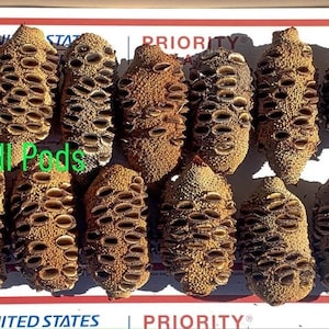 May include: A collection of 14 small, brown, dried seed pods with a textured surface. The pods are arranged in two rows on a white surface with a red and white label that says "PRIORITY" and "UNITED STATES".