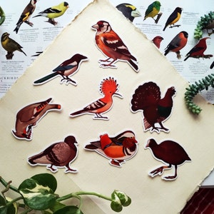 Süße Vögel-Aufkleber für Laptop-Aufkleber, lustige Kunst, dekorative Aufkleber-Set für Vogelliebhaber, Geschenk, Meisen, Arten, Kunst, Ornithologie, Aufkleber aus Vinyl