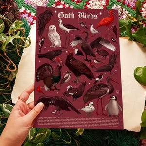 Arte gótico Ilustración de especies de aves Cartel de pájaros de vibración gótica para el arte del dormitorio Dibujo de buitre Cartel de vida silvestre para los amantes de las aves Arte de la ornitología