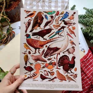 Stampa artistica di specie di uccelli Poster di biologia decorativa Illustrazione di fauna polacca Regalo per amante degli uccelli Arte degli uccelli Decorazione del soggiorno Arte della parete Tema degli uccelli