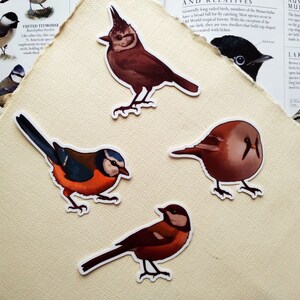 Niedliche Vogel-Aufkleber für Laptop-Aufkleber, lustige Kunst, dekorative Aufkleber-Pack für Vogelliebhaber, Geschenk, Meisen, Arten, Kunst, Ornithologie, Aufkleber, Meme