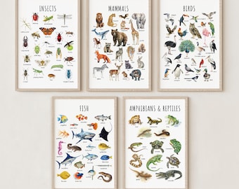 May include: Five framed educational posters featuring illustrations of insects, mammals, birds, fish, and amphibians & reptiles. Each poster has a beige frame and white background with the names of the animals. The posters are arranged on a white wall.