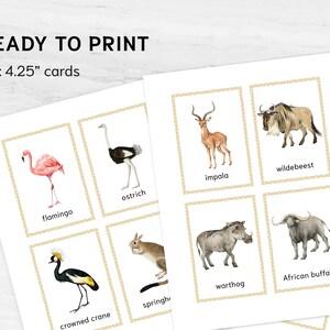 Australian animals Montessori flashcards