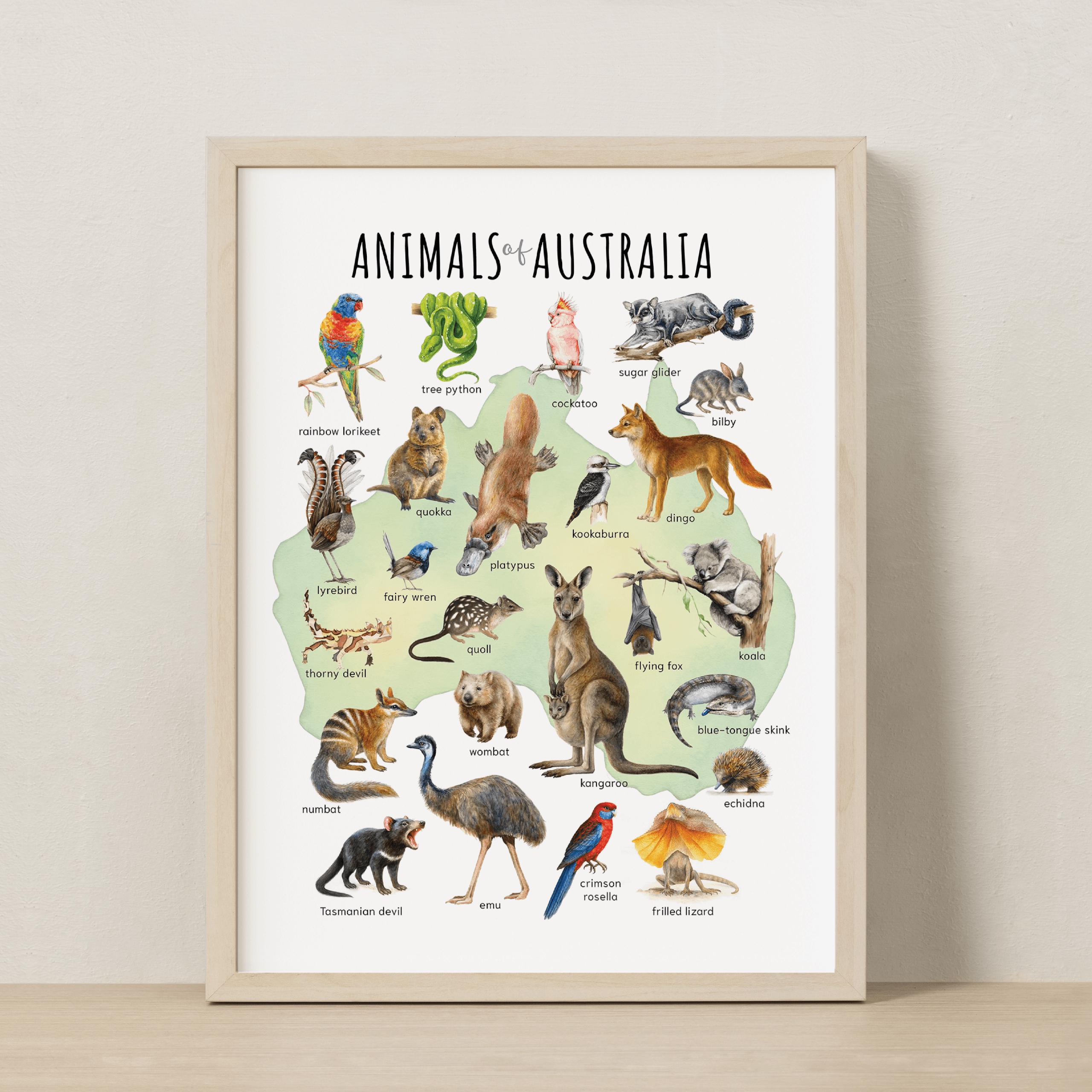 絵本・英語　Australian Animals Amazon.com: ABC of Australian Animals: 9781760501853: Bancroft