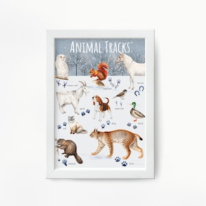 Empreintes de faune givrées : affiche de traces d'animaux en hiver, décoration nature pour la maison et la chambre de bébé, impression d'art animalier