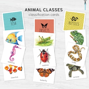 May include: Educational flashcards featuring watercolor illustrations of various animals, including a clownfish, seahorse, and butterfly. The cards are categorized by animal class, with labels such as "FISH", "INSECTS", and "REPTILES". The text "ANIMAL CLASSES classification cards" is at the top.