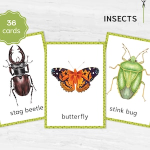 Tarjetas didácticas Montessori sobre insectos / Tarjetas imprimibles para aprender vocabulario y educación sobre insectos con acuarela / Tarjetas de 3 partes sobre nomenclatura