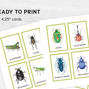 Montessori Insects Flash Cards | Printable Watercolor Insect Education ...