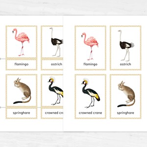 Australian animals Montessori flashcards
