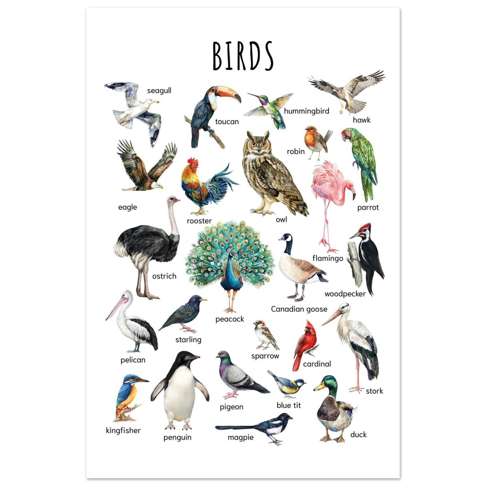 5 Animal Classification Posters: Educational Watercolor Wall Art Set - Etsy