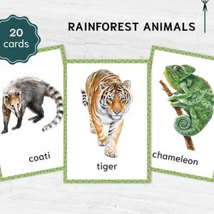Cartes mémoire imprimables Animaux de la JUNGLE. Fournitures Montessori pour l'école à la maison. Apprentissage de la nomenclature. Aquarelle en 3 parties.