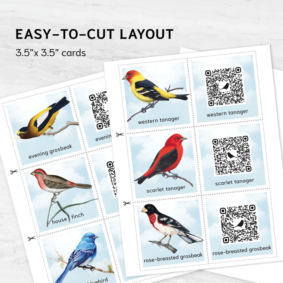 North American Bird Sound Flashcards | QR Code Listen & Match Game ...
