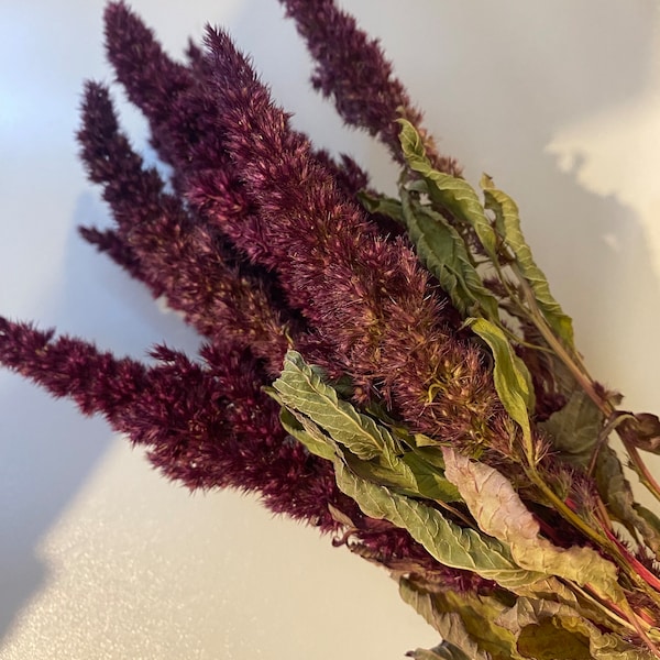 Red Amaranth Spray