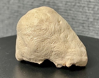 BEECH - TOP Magnificent filigree grained beech tree bead (5.5x4x4cm) for collecting, turning, jewelry making or further processing