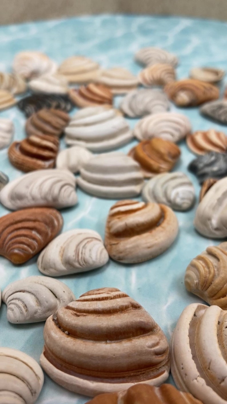 RARE Pawleys Island Shells Seashell Imperial chunky Venus Clam 1 Piece