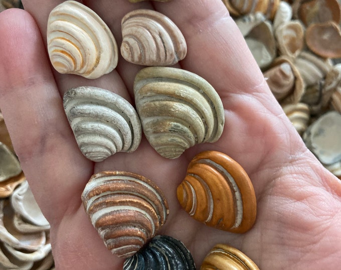 RARE Pawleys Island Shells Seashell Imperial chunky Venus Clam 1 Piece