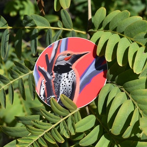 Colorful Southern California Woodpecker Vinyl Stickers | Northern Flicker