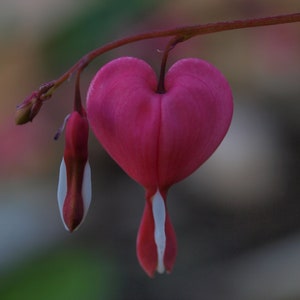 Pink Bleeding Heart Flower
