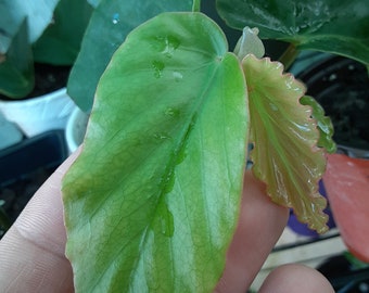 1 Angel Wing Begonia- Live Flowering Starter Plant