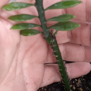 May include: A green succulent cutting with a central stem and small, pointed, alternating leaves. The lower portion of the stem is textured with small, dark, raised bumps, while the upper portion features smooth, vibrant green foliage.