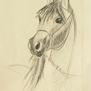 Vintage Horse Drawing Print - Horse Sketch Drawing - Horse Art Print - Horse Pencil Drawing Print