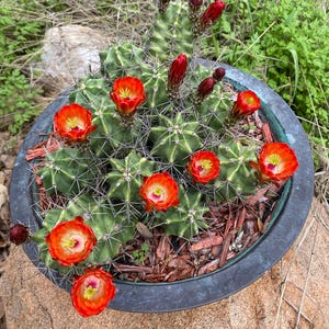 Cold Hardy Cactus - Etsy