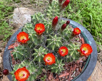 Echinocereus Coccineus Scarlet Hedgehog Cactus Claret Cup Bare Root Cold Hardy
