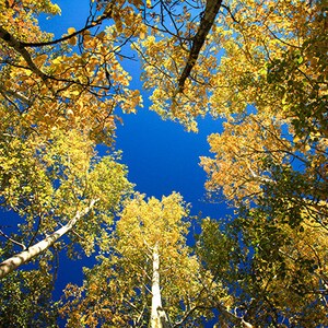 Fall aspens in Rocky Mountain National Park