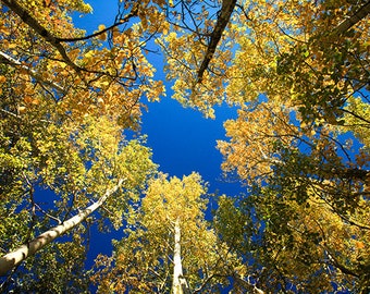 Fall aspens in Rocky Mountain National Park