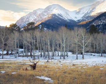 Elk Resting by Bighorn Mountain in RMNP