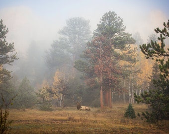 Mountain Mist, RMNP, 16x24