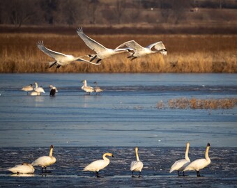 Snow Geese Over Wetlands