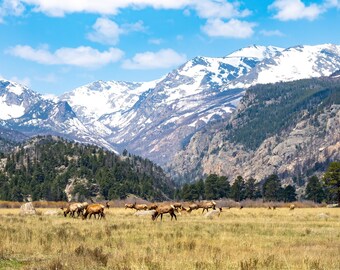 Afternoon with the Elk