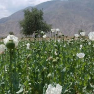 Panjshir White Papaver Somniferum Poppy Seeds, 4 grams (6,000 seeds), Supplies Very Limited