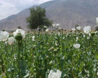 Panjshir White Papaver Somniferum Poppy Seeds, 4 grams (6,000 seeds), Supplies Very Limited