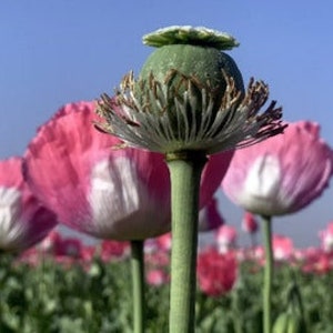 Afghan Poppy Seeds, Papaver Somniferum. 1 ounce. Fast, Free, and Discrete Shipping immagine 3