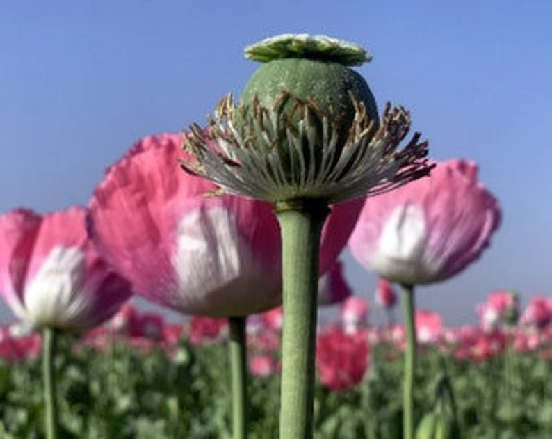 Afghan Poppy Seeds, Papaver Somniferum. 1 ounce. Fast, Free, and Discrete Shipping immagine 3