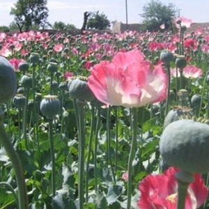 Afghan Poppy Seeds, Papaver Somniferum. 1 ounce. Fast, Free, and Discrete Shipping