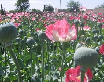 Afghan Poppy Seeds, Papaver Somniferum. 1 ounce. Fast, Free, and Discrete Shipping