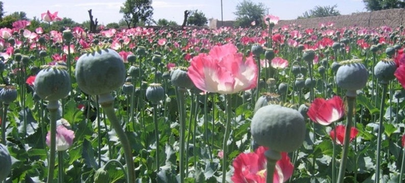 Afghan Poppy Seeds, Papaver Somniferum. 1 ounce. Fast, Free, and Discrete Shipping immagine 1