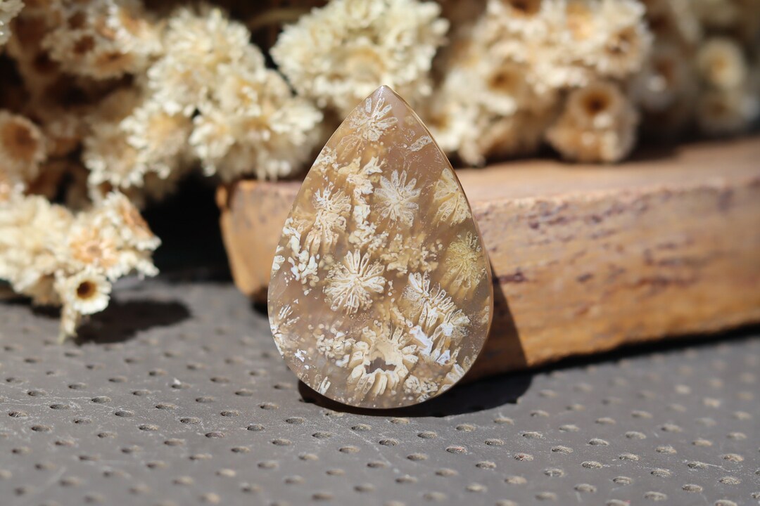 Rare Fossil Coral Cabochon Fossil Coral Jewelry Unique Stone Fossilized