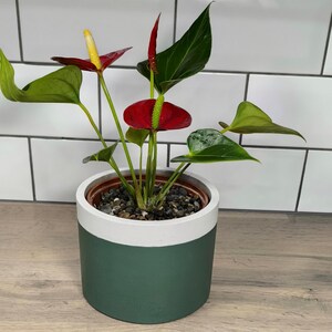 May include: A red and green Anthurium plant in a green and white planter. The plant has several red and yellow flowers.