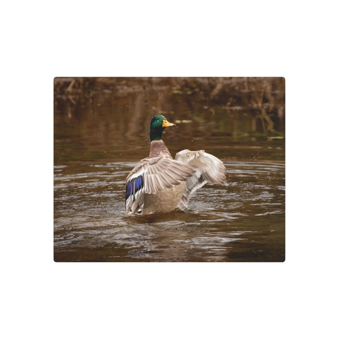 Mallard Duck Metal Art Sign Duck Wall Art Metal Wall Art Etsy