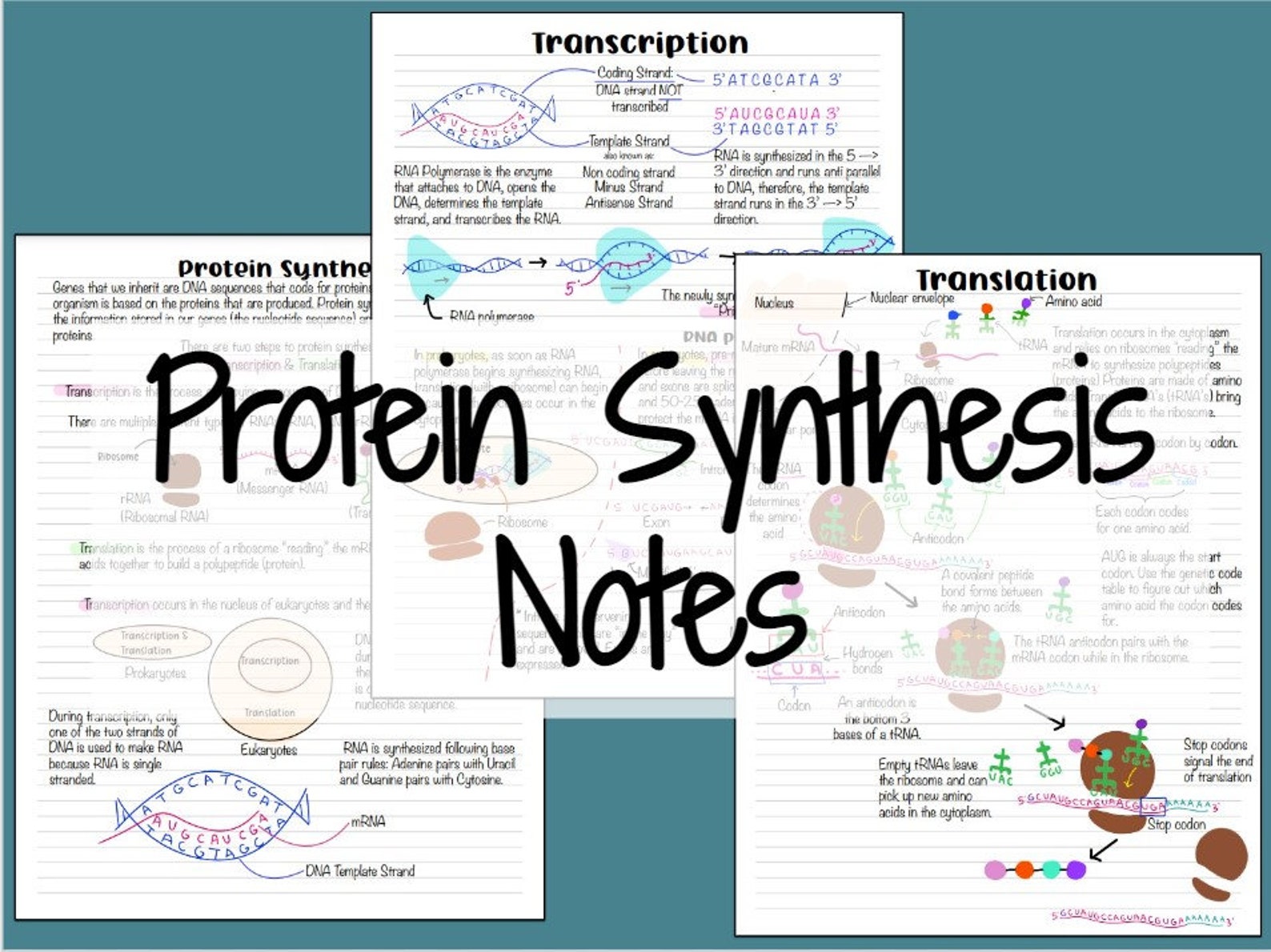 Protein Synthesis Notes (transcription and Translation) - Etsy