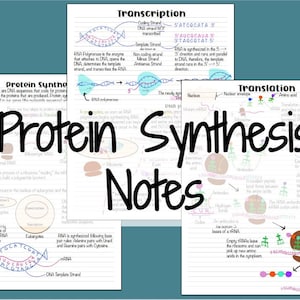 Protein Synthesis Notes (Transcription and Translation)