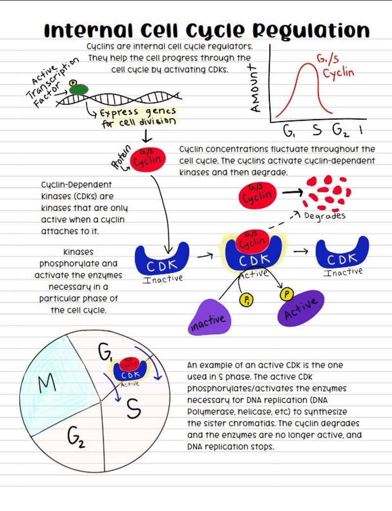 AP Biology Cell Cycle Regulation Notes - Etsy